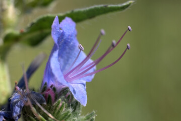 Blueweed (Echium vulgare) plant flower close-up