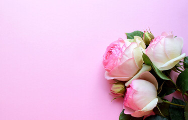 Bouquet of pink flowers of shrub rose Pierre de Ronsard (Eden Rose 85) on a pink background. Copy space.