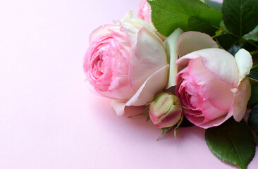 Bouquet of pink flowers of shrub rose Pierre de Ronsard (Eden Rose 85) on a pink background. Copy space.