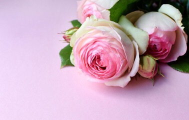 Bouquet of pink flowers of shrub rose Pierre de Ronsard (Eden Rose 85) on a pink background. Copy space.