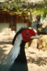 close up of a pheasant