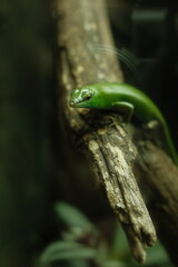 green lizard