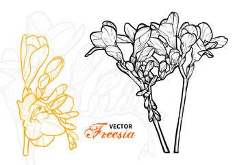 Freesia outline illustration hand drawn on a white background. Easy to edit, ready to use. Yellow and black botany illustration.