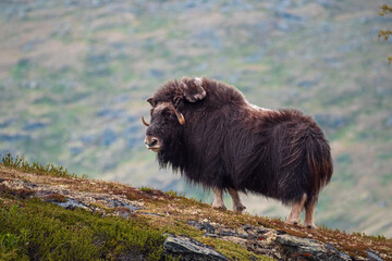 Moschusochse im Dovrefjell