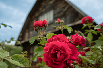 pink rose in front of house