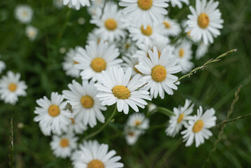 daisies in the grass