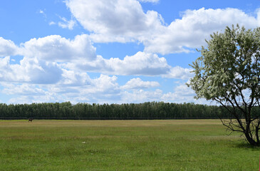 landscape with beautiful clouds and forest
