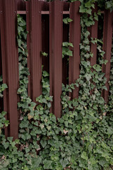 ivy on the fence