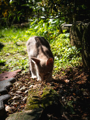 a kitten with a broken eye is resting and sunbathing in the garden area in the morning