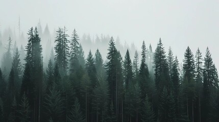 fog in the forest