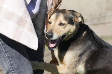 Mongrel dog. Cute cur dog. Portrait of a dog on green grass. Garden for animals to play. Lovely cute small doggy. Playing with a girl. Domestic animal background. Home garden pet.