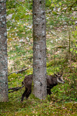 Chamois standing behind a tree in spring. One rupicapra rupicapra in Switzerland.