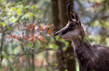Portrait of chamois in spring. One rupicapra rupicapra in Switzerland.