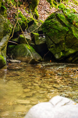 beautiful green forest with its creek and moss covered stones