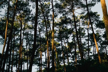Sunrise in Pine Forest with Golden Light
