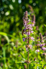 Hedge flower in the garden, bee on the plant, beautiful flower against a background of grass
