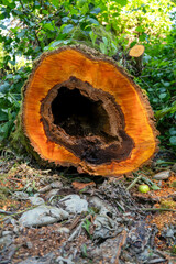 Close-up of a wooden log with a hole in the trunk.