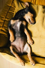 Adorable Dachshund Puppy Relaxing in the Sun