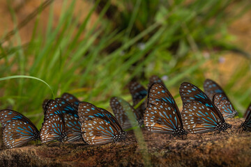 Dark Blue Tiger or Tirumala septentrionis septentrionis in Pang Sida National Park, Dong Phayayen-Khao Yai Forest Complex, Sa Kaeo province, Thailand © ting_149