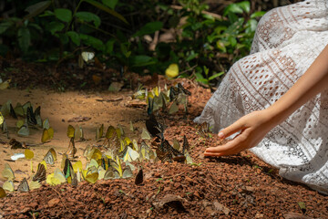 A tourist playing with a group of butterflies at Pang Sida National Park a part of the UNESCO-listed natural World Heritage Dong Phayayen-Khao Yai Forest Complex, Sa Kaeo province, Thailand © ting_149
