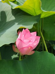 pink lotus flower