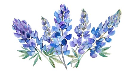 Obraz premium Watercolor Illustration of Bluebonnet Flowers