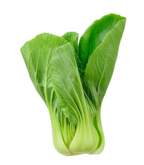 Bok choy isolated on white background.