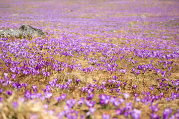 Obraz premium Hundreds of crocuses in a meadow in the Polish Carpathians.