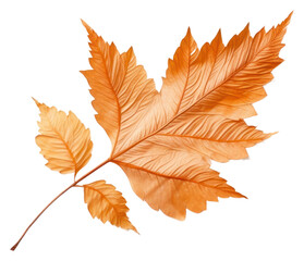 Fototapeta premium PNG Leaf plant tree fragility.