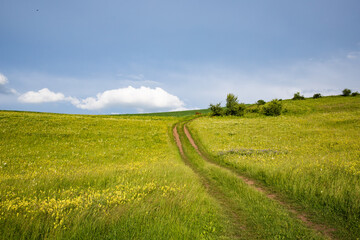 summer landscape with green meadow and blue sky