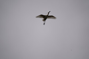 Spoonbill in flight