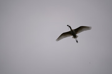 Spoonbill in flight