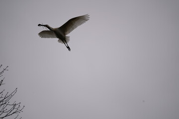 Spoonbill in flight