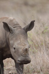 Fototapeta premium Baby rhino in the wild