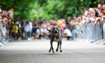 cute dog running at dog speed race
