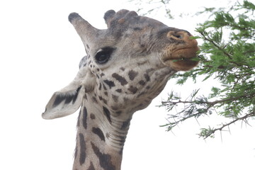 Giraffe feeding in the African Savannah.