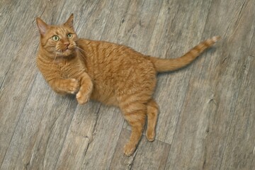 Red cat with funny face lying on a wooden floor and messing around