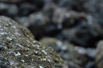 Close-Up of Barnacles on Rocky Surface: Intricate Marine Life Textures and Patterns in Coastal Habitat