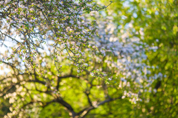 An apple tree blooming in spring.