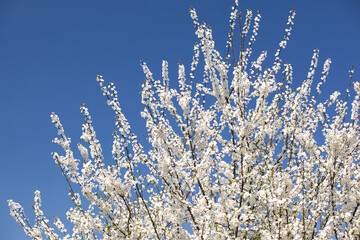 A tree blooming white in spring on a blue background.