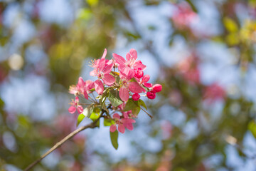 Purple apple tree flowers.
