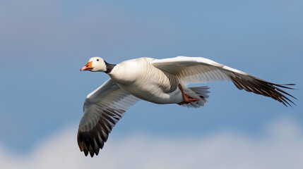 Obraz premium Flying goose bird against blue sky 