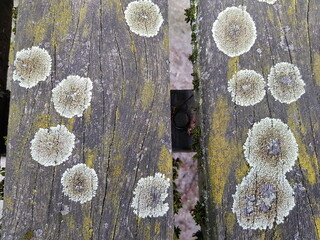 Lecanora muralis (syn. Lecanora saxicola, occasionally also called wall lichen or common wall...