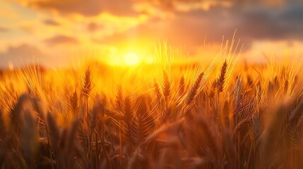 Golden Wheat Field at Sunset