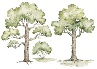 Watercolor set with oak trees. Forest elements for landscape