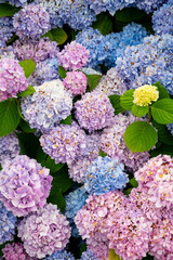 Hydrangeas in full bloom, pink, blue, purple