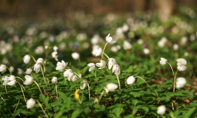 flowers in the forest