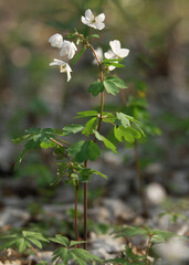 flowers in the forest