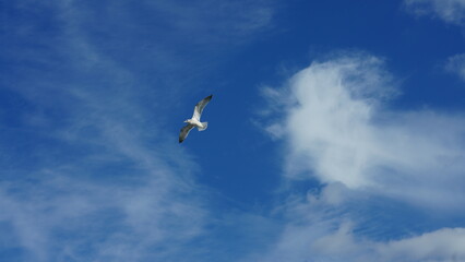 One white seagull flying in the sky with the cloudy sky as background