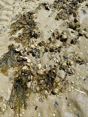 Eine Wattwanderung von föhr nach Amrum durch das Watt der Nordsee